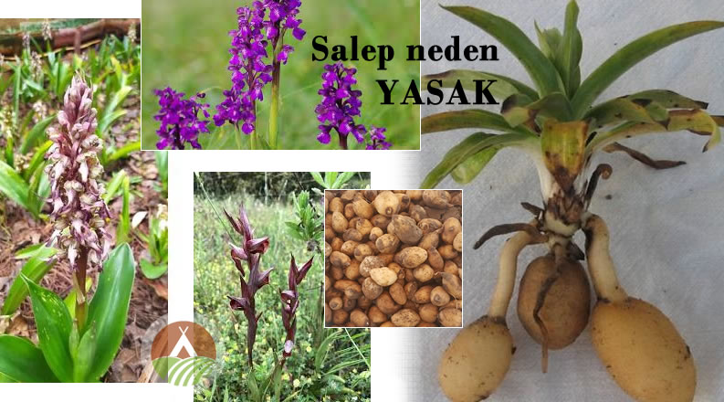 Salep soğanı neden yasaktır?